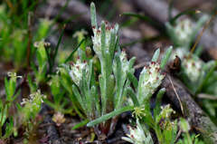 Blennospora drummondii