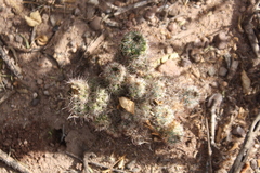 Mammillaria