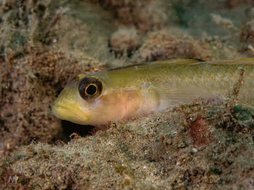 Coryphopterus observed 2026-10-23