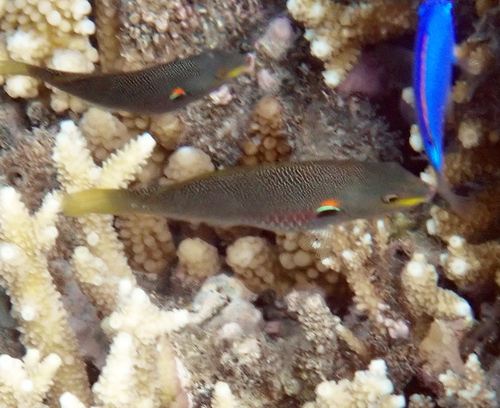 Stethojulis bandanensis observed 2026-10-21