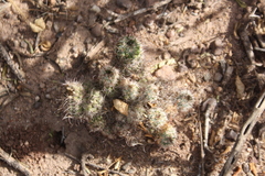 Mammillaria