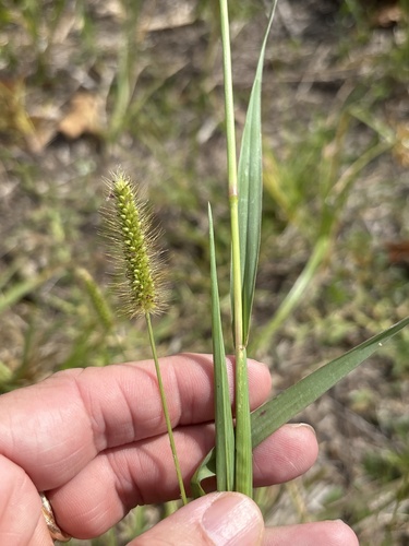 Setaria parviflora observed 2026-10-25