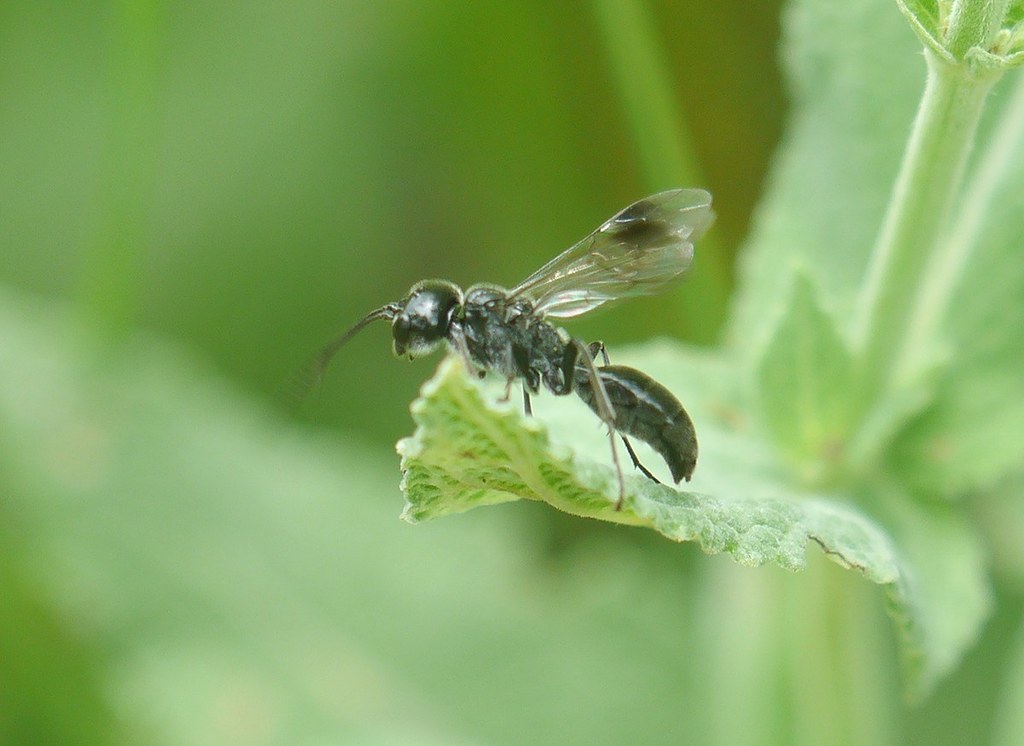 Pseudogonalos hahnii