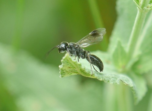Pseudogonalos hahnii