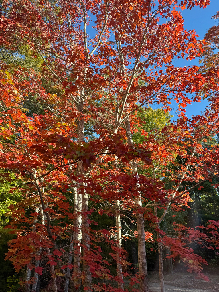 A photograph from Oct 25, 2026, about 30 miles from Foothills Parkway, where the observer’s point is approximate.