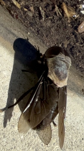 Western Black Horse Fly