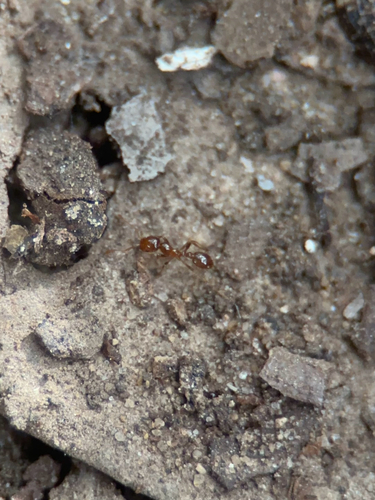 Solenopsis geminata observed 2026-10-25
