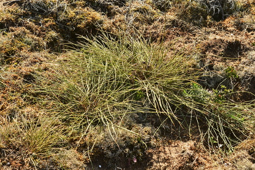Ephedra observed 2026-10-25