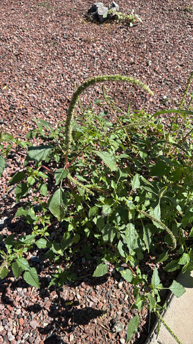 Palmer's Amaranth