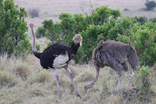 Struthio camelus observed 2026-10-25