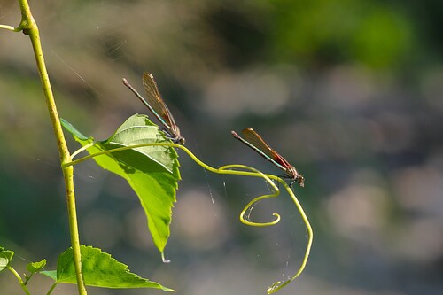American Rubyspot