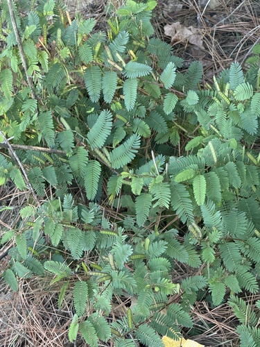 Chamaecrista nictitans observed 2026-10-25