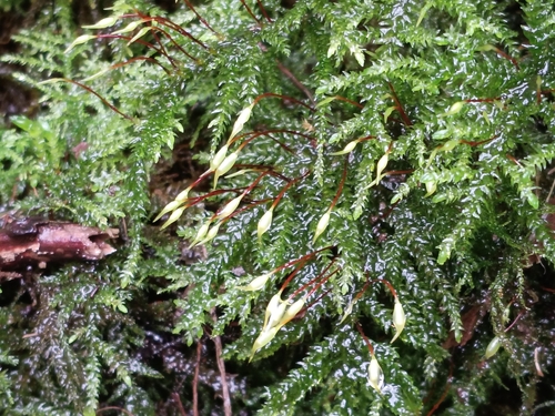 Thamnobryum alopecurum observed 2026-10-23