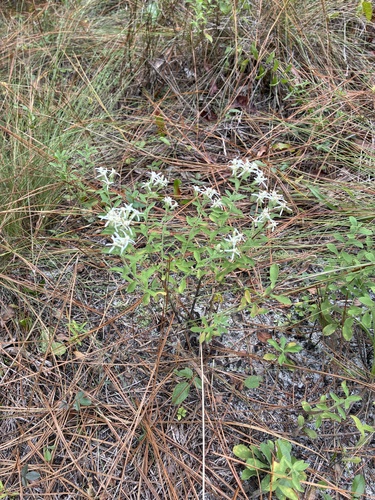 Sericocarpus tortifolius observed 2026-10-25