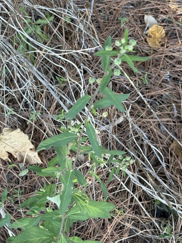 Sida rhombifolia observed 2026-10-25