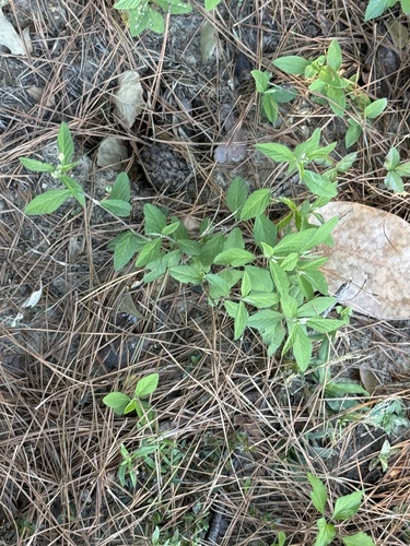 Sida rhombifolia observed 2026-10-25
