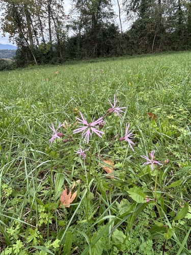 Plumaria observed 2026-10-25