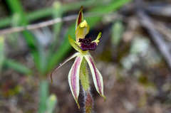 Caladenia toxochila