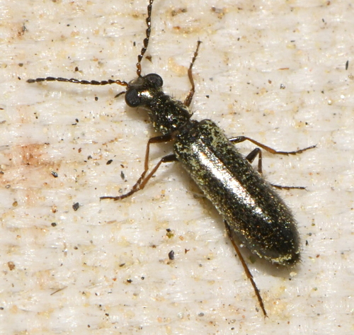Dasytes plumbeus