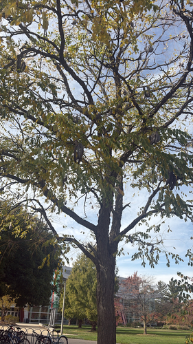 Gymnocladus dioicus, 2026-10-25