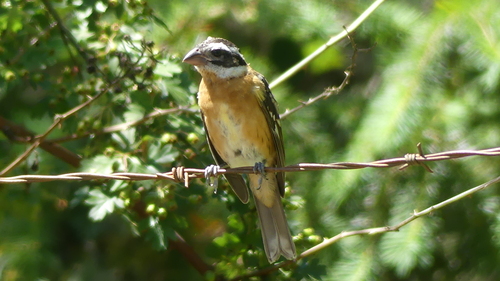 Black-headed Grosbeak