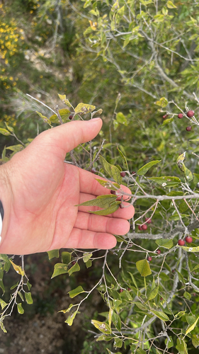 netleaf hackberry