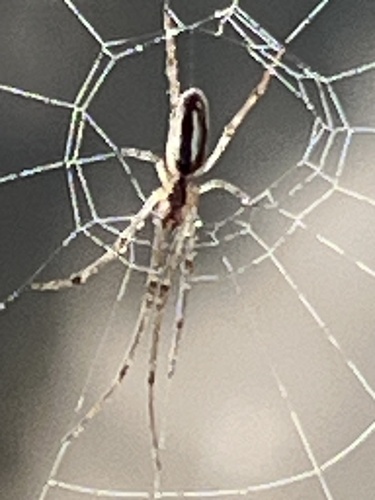 Silver Long-jawed Orbweaver