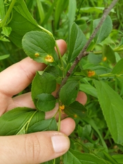 Puccinia coronata