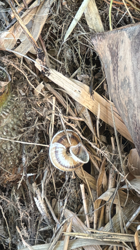 Marginella observed 2026-10-25