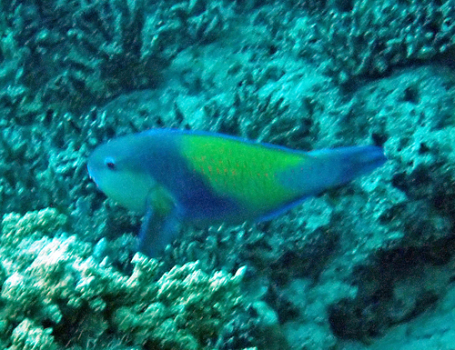 Chlorurus japanensis observed 2026-10-21