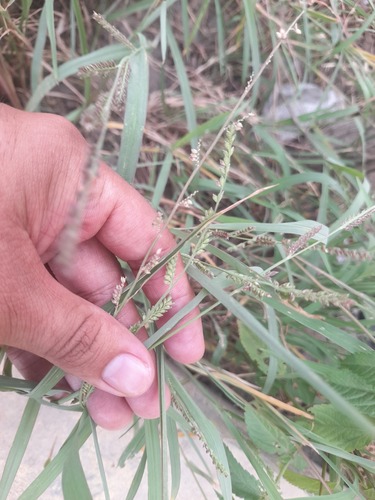 Echinochloa colona