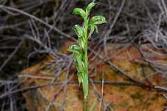 Pterostylis smaragdyna