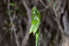Pterostylis prasina