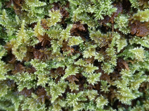 Ctenidium molluscum observed 2026-10-23