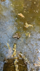 Lithobates sphenocephalus