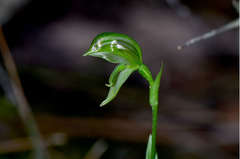 Pterostylis prasina