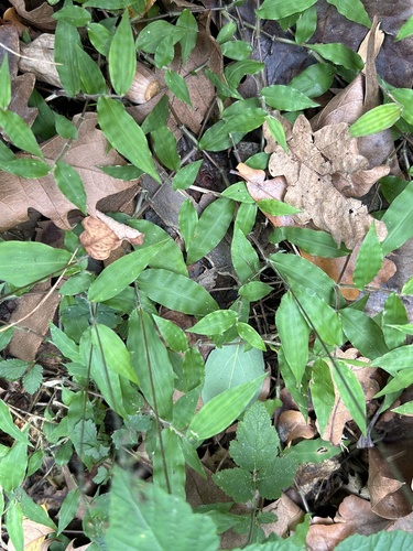 Oplismenus hirtellus observed 2026-10-25