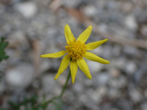 Senecio observed 2026-10-25