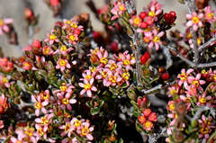 Pseudanthus ovalifolius