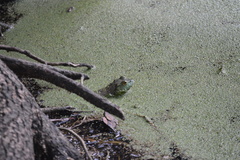 Lithobates catesbeianus