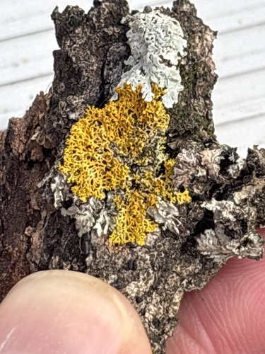 Xanthomendoza, 2026-10-25