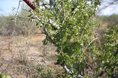 Guaiacum coulteri