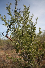 Guaiacum coulteri
