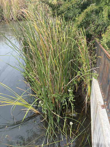 southern cattail