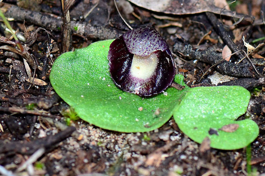 Corybas incurvus