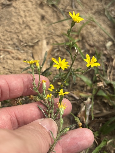 Haplopappus, 2026-10-25