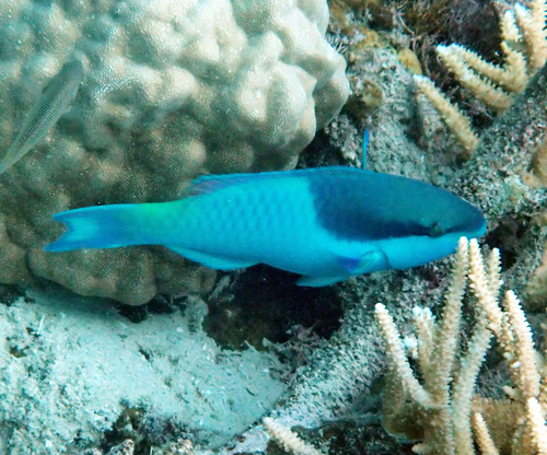 Scarus oviceps observed 2026-10-21