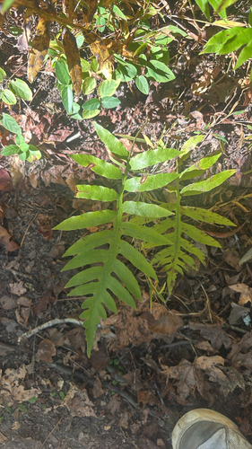 Lorinseria areolata observed 2026-10-25