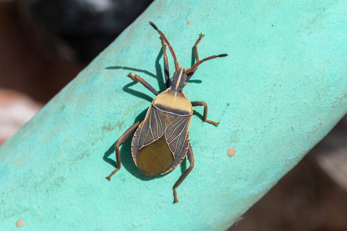 Cactus Coreid Bug
