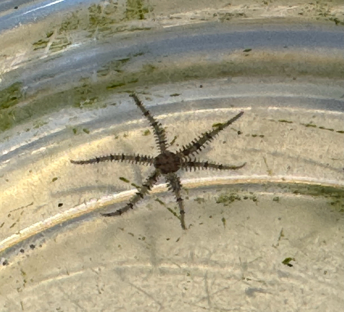 Ophiactis observed 2026-10-25